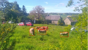 Annotation de mouton