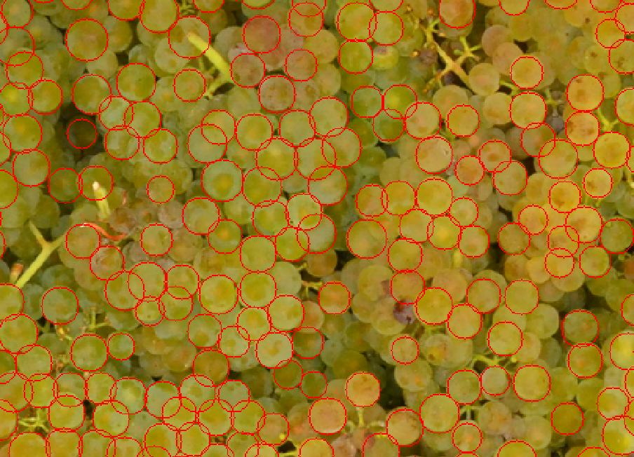 Identification de l'oidium sur les grains de raisin grâce à l'IA, optimisant la détection pour une gestion efficace des maladies.